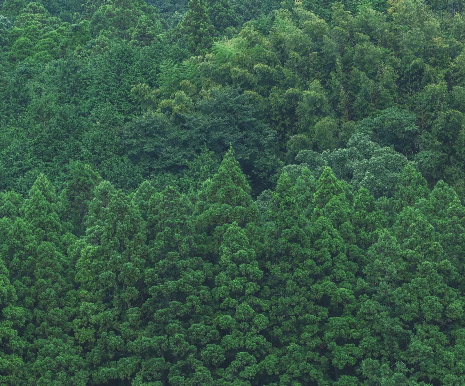 naturehood画像